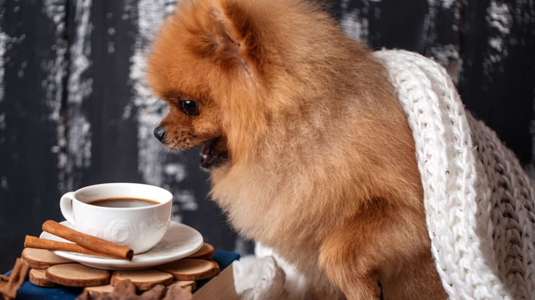 Keep your pets away from the hot chocolate this holiday season.