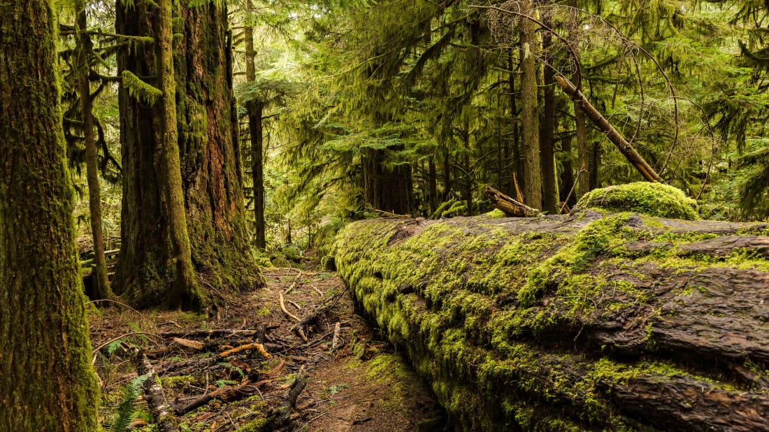 Ferenc Cegledi/iStock via Getty Images