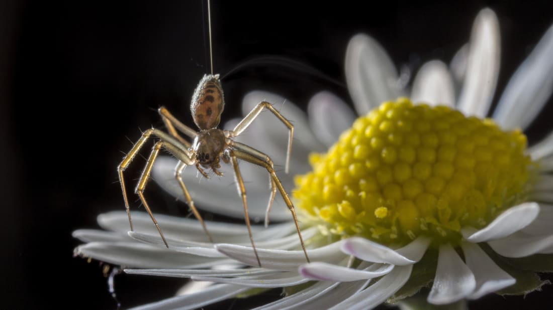 A spider exhibiting balloo<em></em>ning behavior.