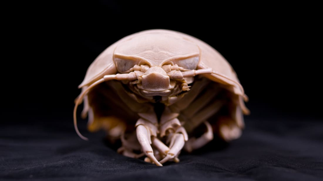 One known species of isopod, or "giant sea cockroach" 